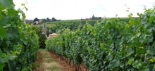 Load image into Gallery viewer, Domaine Duperray &quot;Glou Glou&quot; Beaujolais Blanc 2022
