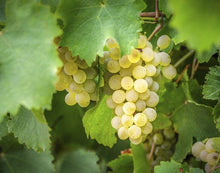 Load image into Gallery viewer, Rubus Chardonnay 2022
